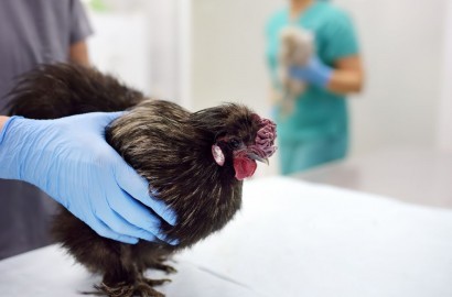Casos de Gripe Aviária em Goiás e Brasil 2025: Alerta Geral