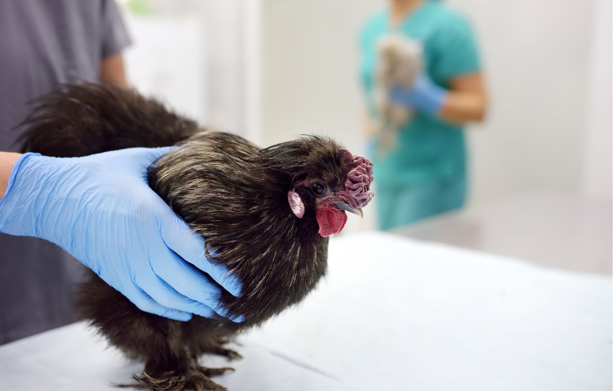 Casos de Gripe Aviária em Goiás e Brasil 2025: Alerta Geral
