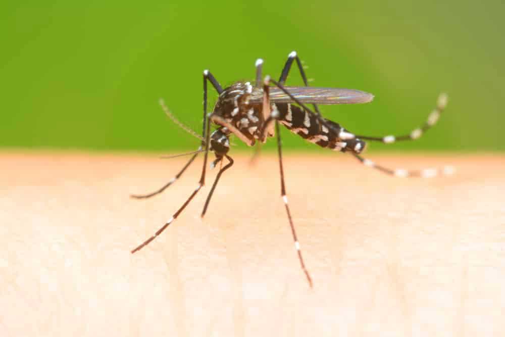 O que é o Zika Vírus?